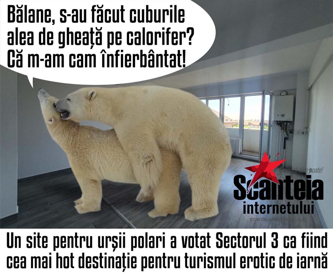 scanteia internetului ursii polari
